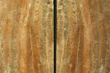 Tall, Arizona Petrified Wood Bookends - Arizona #180246-2